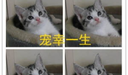 小猫短视频